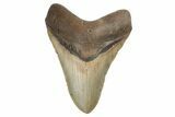 Fossil Megalodon Tooth - North Carolina #190840-1